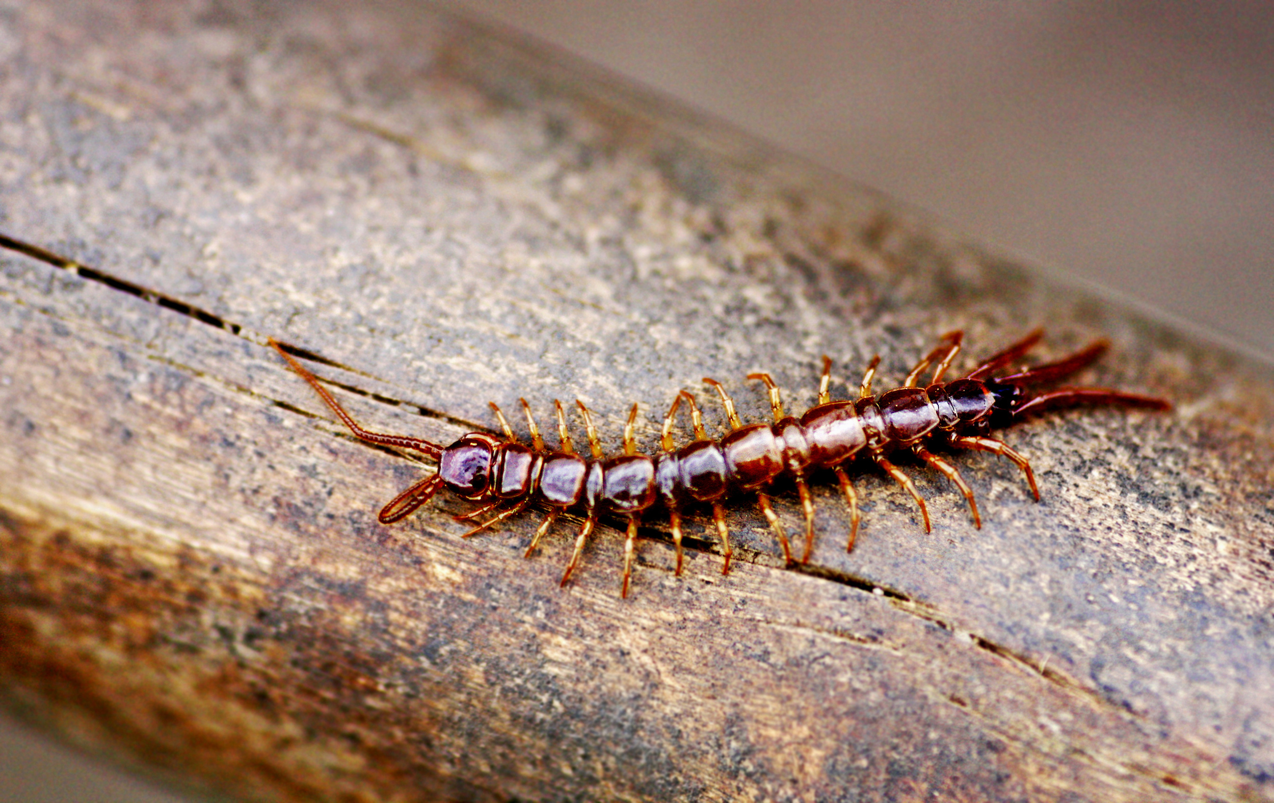 All Your Need To Know About Centipede Infestations Pest Pro Search